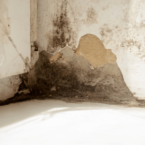 Resilient Restoration Mold Remediation in McKinney TX